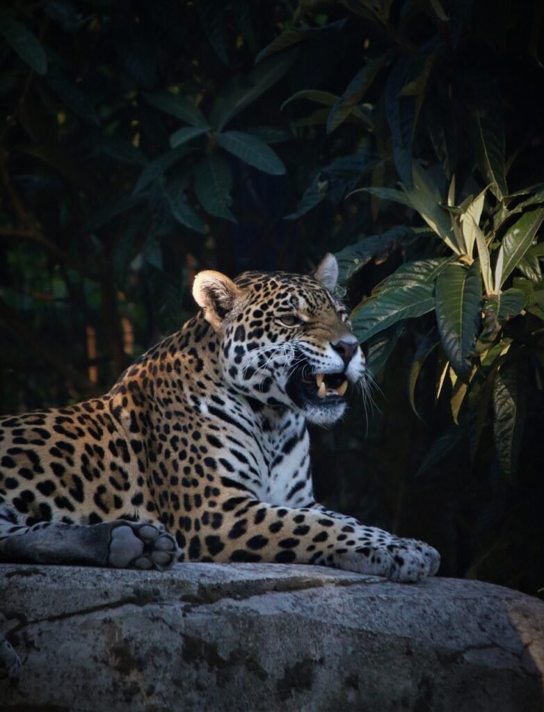 jaguar, panther, zoo, safari, nature, animal, savage, savannah, amazonia, canine, carnivorous, predator, fierce, jaguar, jaguar, jaguar, jaguar, jaguar, panther, panther, panther, amazonia