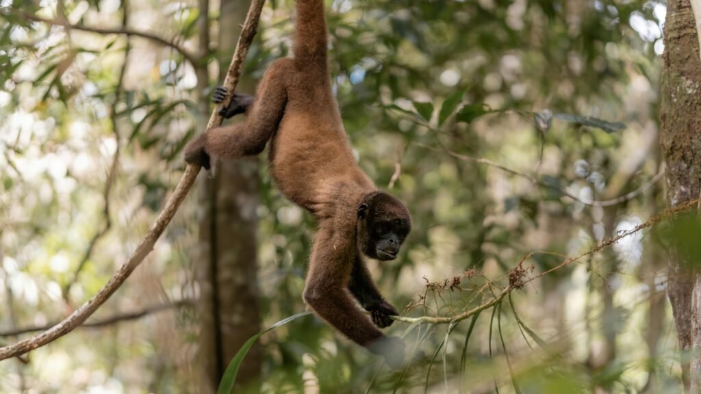 A woolly monkey swinging from a tree branch in the Amazon rainforest in Leticia, Colombia.